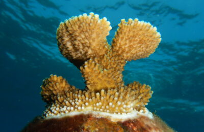 Coral symbiosis doesn’t need photosynthesis, after all