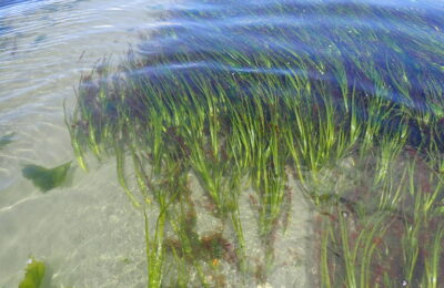 It takes two: Eelgrass and clams reduce erosion in coastal environments