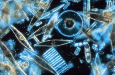 Phytoplankton Fighting Against Climate Change