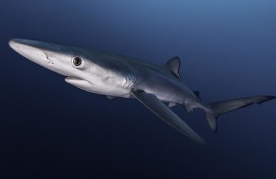 Blue shark behaviors revealed using satellite tags