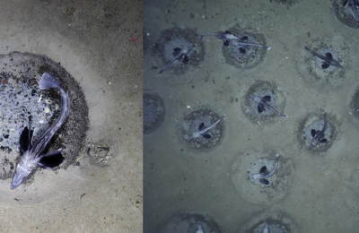Deep sea daycare: largest fish nursery discovered in the Weddell Sea