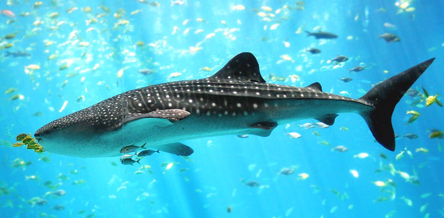 A full body image of a whale shark in Georgia Aquarium