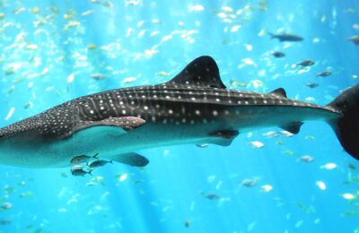 Industrialized shipping (literally) impacts whale sharks