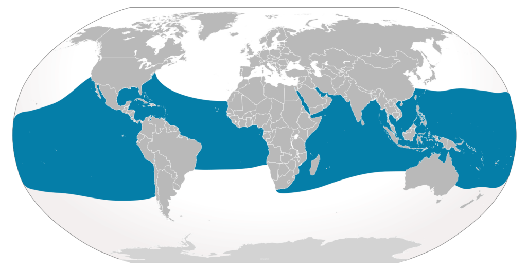 A map of the global distribution and range of the whale shark