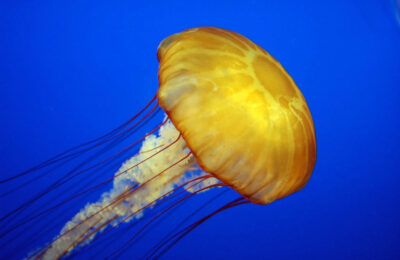 Harnessing the Sting! The Biotechnical Uses of Jellyfish