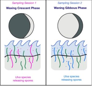 Two-panel diagram. The left panel is titled "Sampling Session 1" and shows a moon in waxing crescent phase over water with one type of Ulva species releasing spores. The right panel is titled "Sampling Session 2" and shows a moon in waxing gibbous phase over water with Ulva species 2 releasing spores.