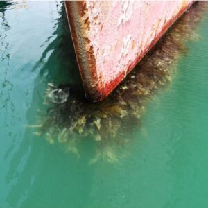 A red boat hull in water. Below the waters surface, large clumps of seaweed cover the hull.