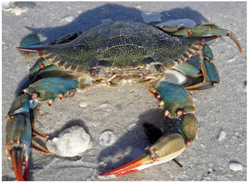 A Conundrum Of Global Marine Crustacean Diseases: Bitter Crab Disease 