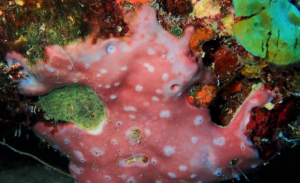 Image of Chondrilla caribensis. A pink and white-spotted sea sponge that is low to the ground.