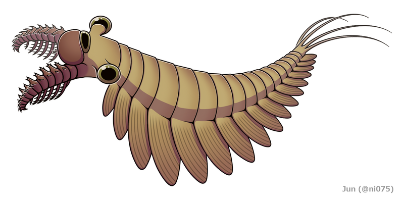 An illustration of the radiodont discovered, Stanleycaris hirpex.