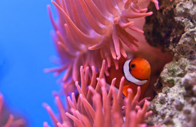Nemo’s neighbours: anemonefish recognize other fish by their stripes