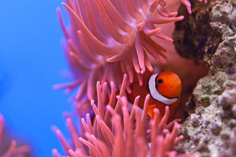 Nemo’s neighbours: anemonefish recognize other fish by their stripes ...