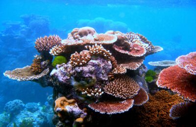 Are more people flocking to coral reefs?