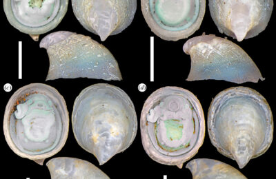 Lifestyles of the world’s extreme limpets
