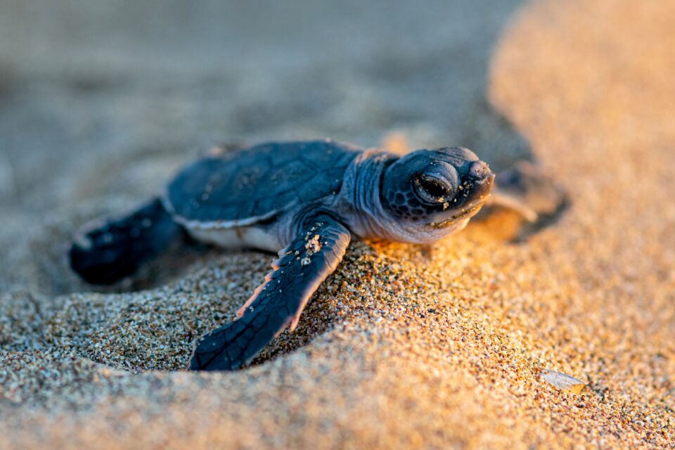 The secret lives of real baby turtles… and fake ones? – oceanbites
