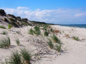 coastal dune at back of beach