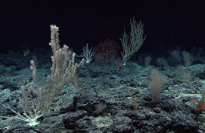 Striving to survive: cold water coral and warming seas