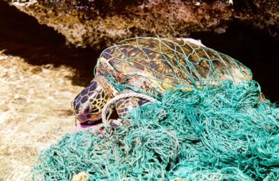 Chemicals released from plastic disrupt marine microbes