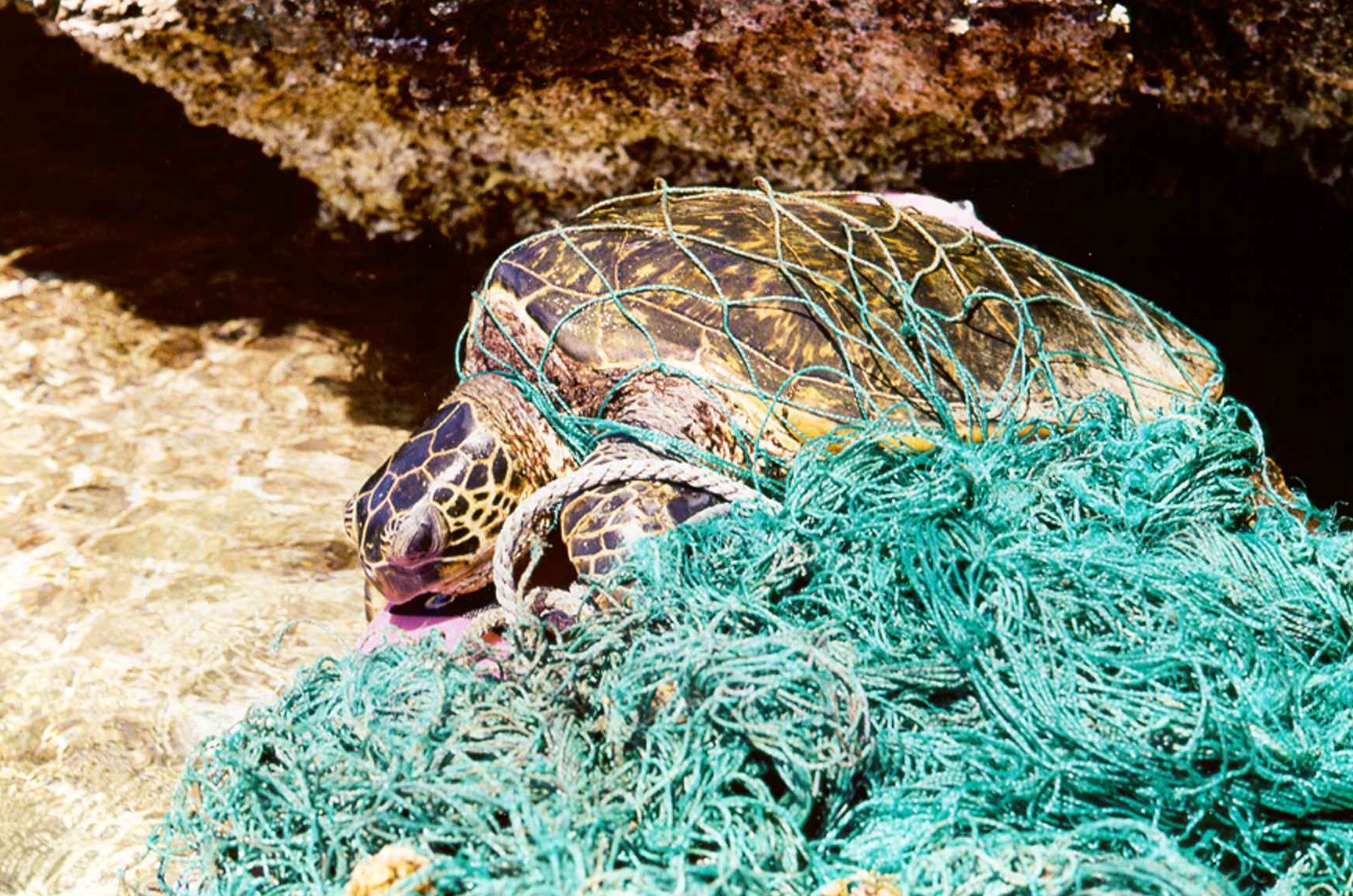 chemicals-released-from-plastic-disrupt-marine-microbes-oceanbites