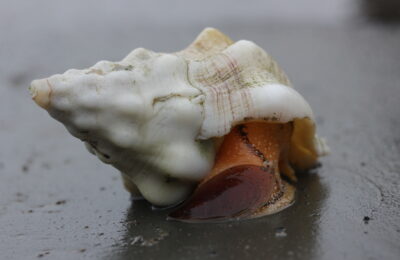 Larval thermal tolerance of a marine whelk is affected by marine heat wave temperatures