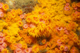 Vibrant sun corals with yellow tentacles and pink stalks cover a rock ledge.