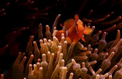 Home is where the color is: Anemonefishes prefer unbleached sea anemones