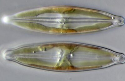 Where do diatoms hide their silver?