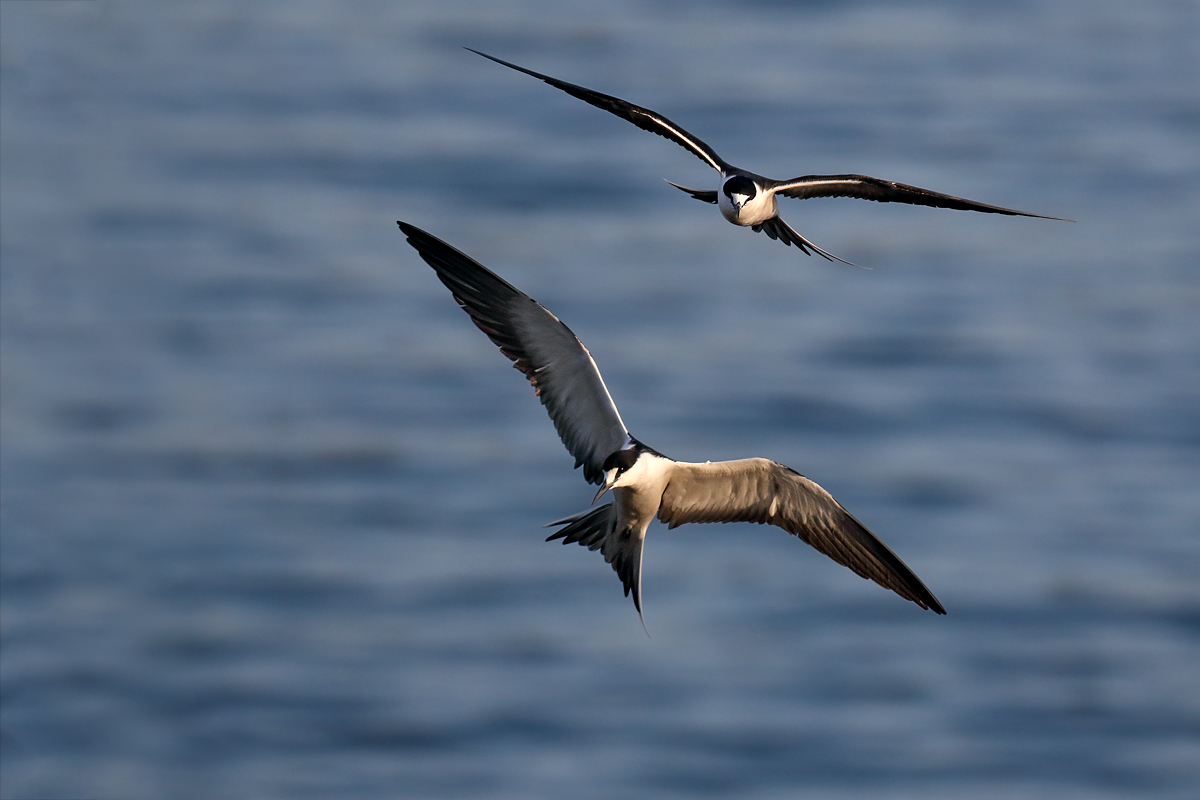 What's behind the toxic levels of mercury in tropical birds? Gold