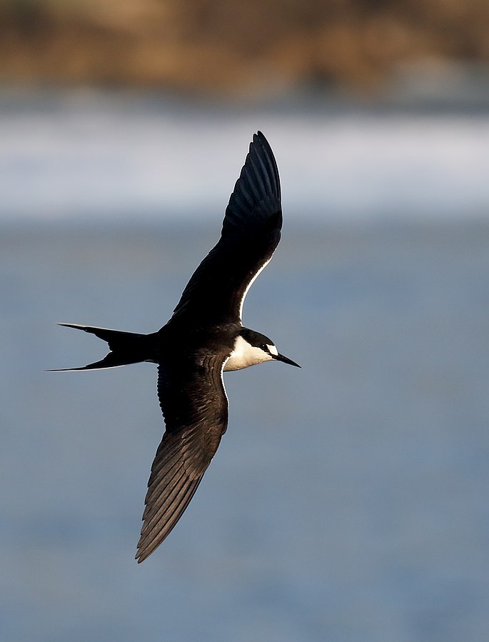 A century-long record of mercury contamination in seabirds – oceanbites