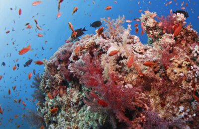 Everyone poops: How fish poop impacts coral