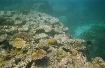 Ocean warming doesn’t just turn up the heat: Low oxygen on global coral reefs