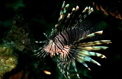 Invaders of the deep: Controlling mesophotic lionfish populations in Bermuda