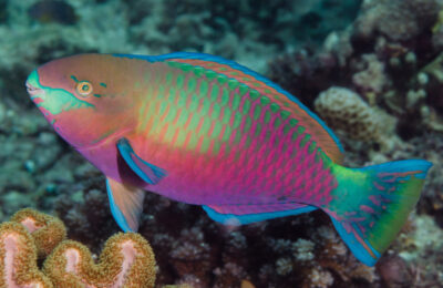 Researchers watched a ton of parrotfish in their sleep to uncover sleeping patterns and nighttime habitat use