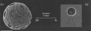 Coccolithophore cells of the species Emiliania huxleyi. 
