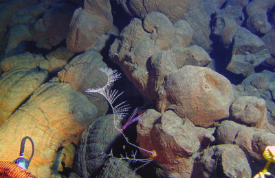 Geology and Biology in Tandem: how deep sea life responds to volcanic activity on the seafloor