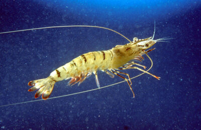 Warming ocean temperatures may cause prawns to lose their nutritional values