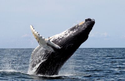 Crikey! “Aussie” humpback whales take a pit stop at the Gold Coast Spa to relax and unwind with a body scrub