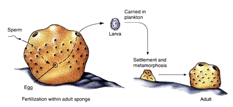 Look Ma, No Eyes! : Sponge Larval Dispersal and Settlement – oceanbites