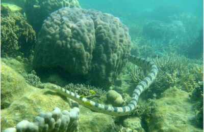 Where do sea snakes go?