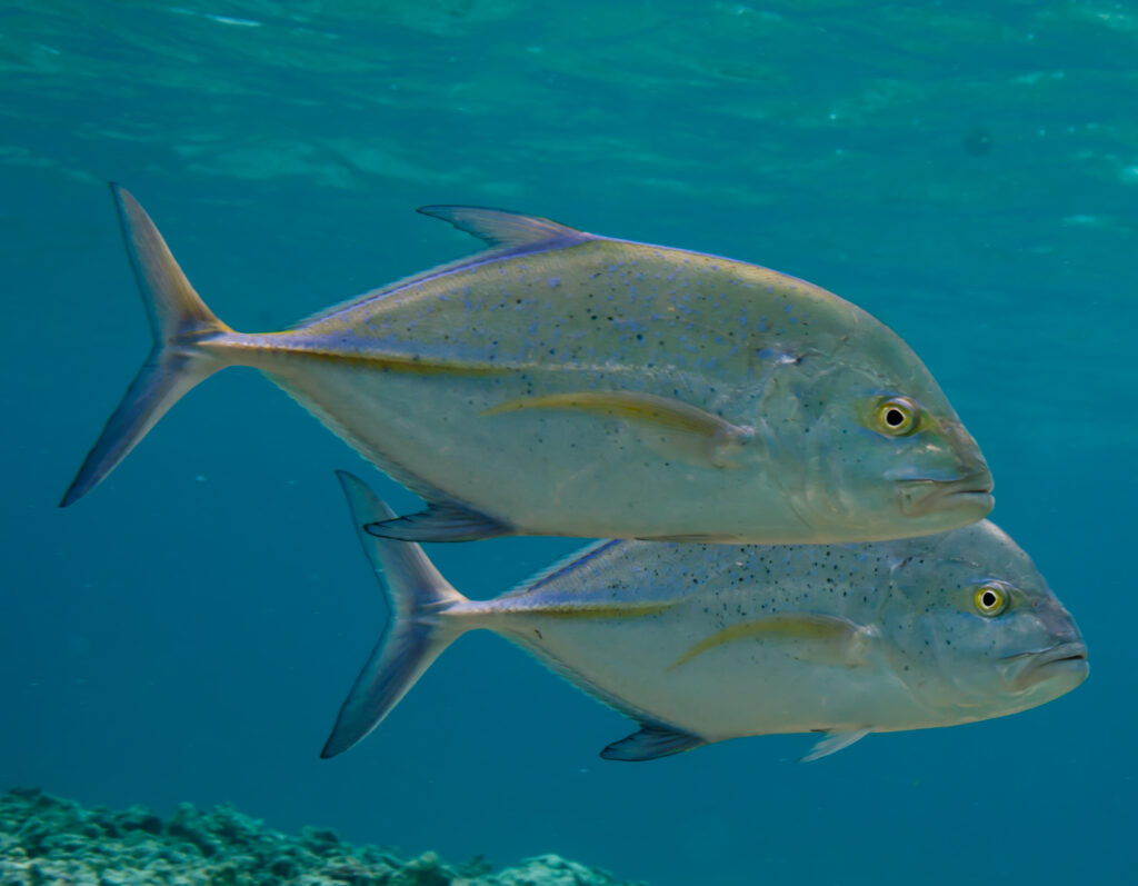 Researchers refute hypothesis that schools of baitfish travel alongside ...