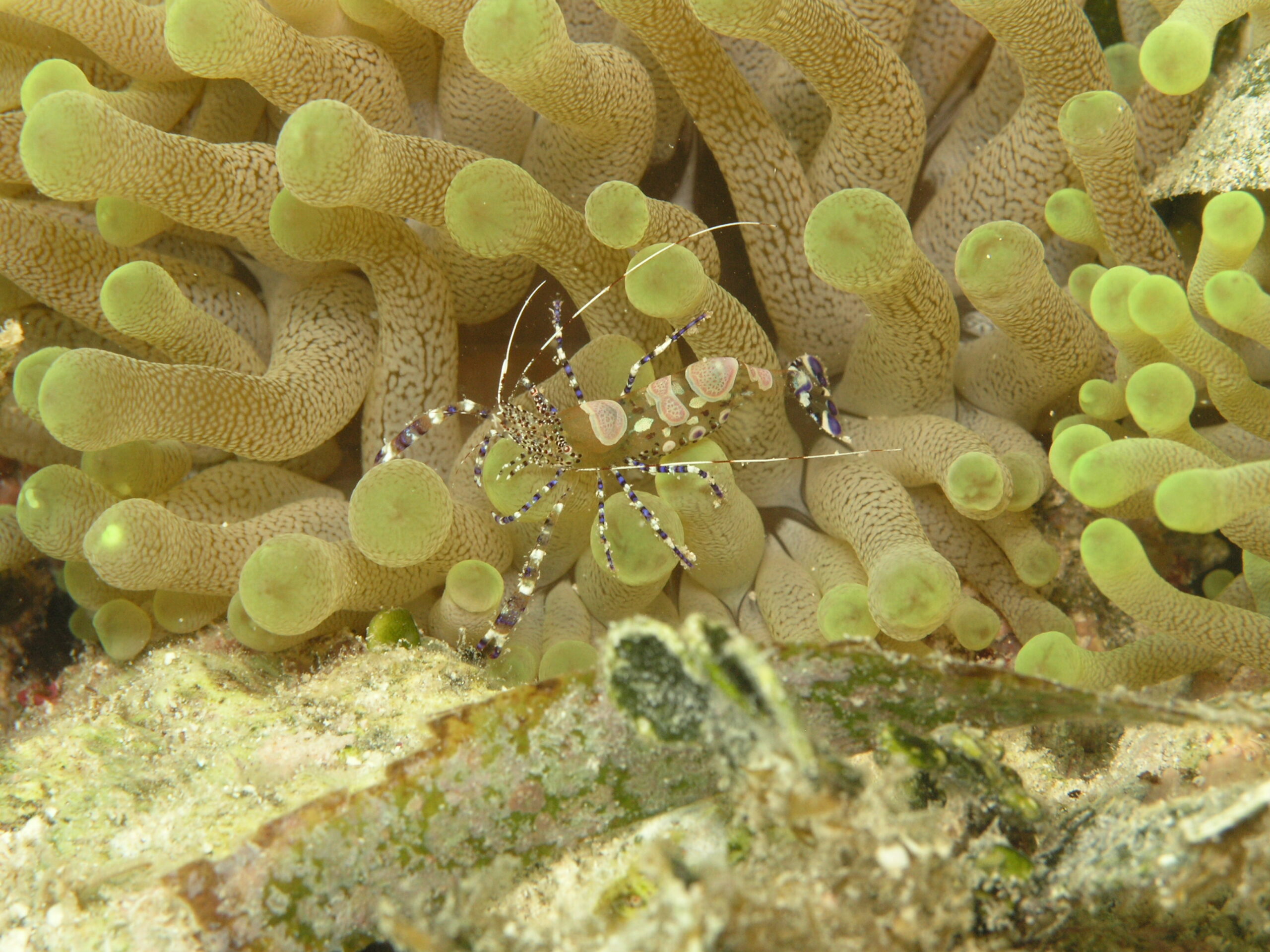 The Spotted Shrimp and its fascinating symbiotic interactions with