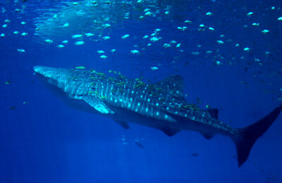Researchers refute hypothesis that schools of baitfish travel alongside whale sharks for protection from predators