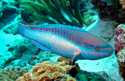 Some Caribbean parrotfishes find benthic cyanobacterial mats particularly tasty