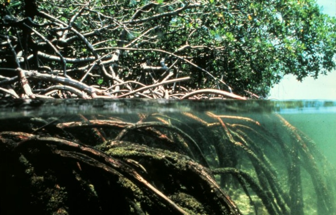 Roots of a mangrove tree partially submerged underwater.