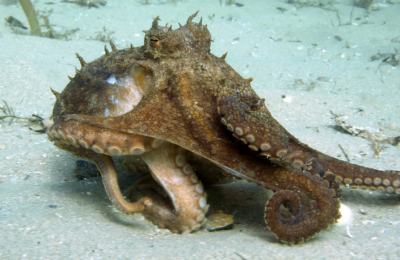 Name that Octopus!