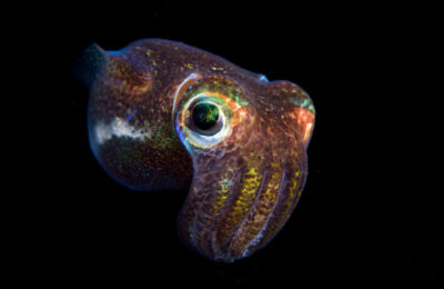 Ocean Commotion and Hearing Loss in Bobtail Squid