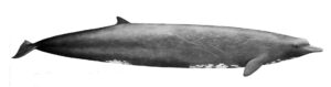 Long-bodied whale with a dolphin-like head and small fins.