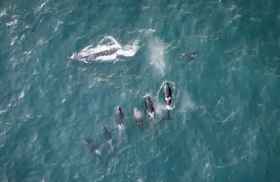 Where there’s a (Gray) whale, there’s an Orca