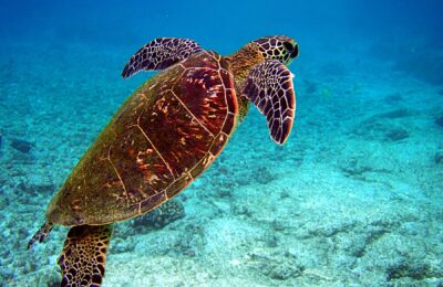 Nomads of the Oceans: The mystery behind sea turtles: Their unique super senses, astonishing navigational skills and how they shape the Sea