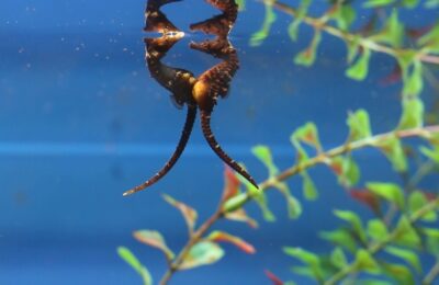 The curious world of Seahorses: The Life and Lore of a Marine Marvel by Till Hein
